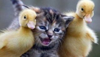 猫と動物たち