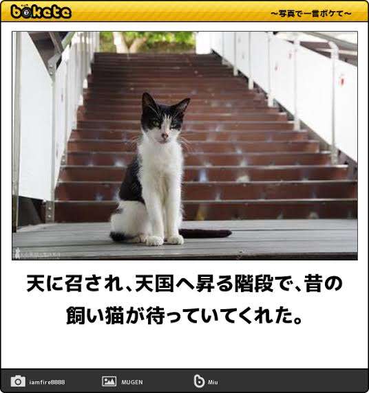 飼い猫と離れるのが辛い