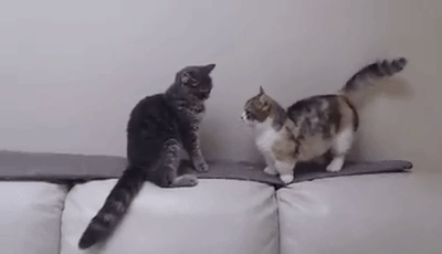 飼い猫と離れるのが辛い