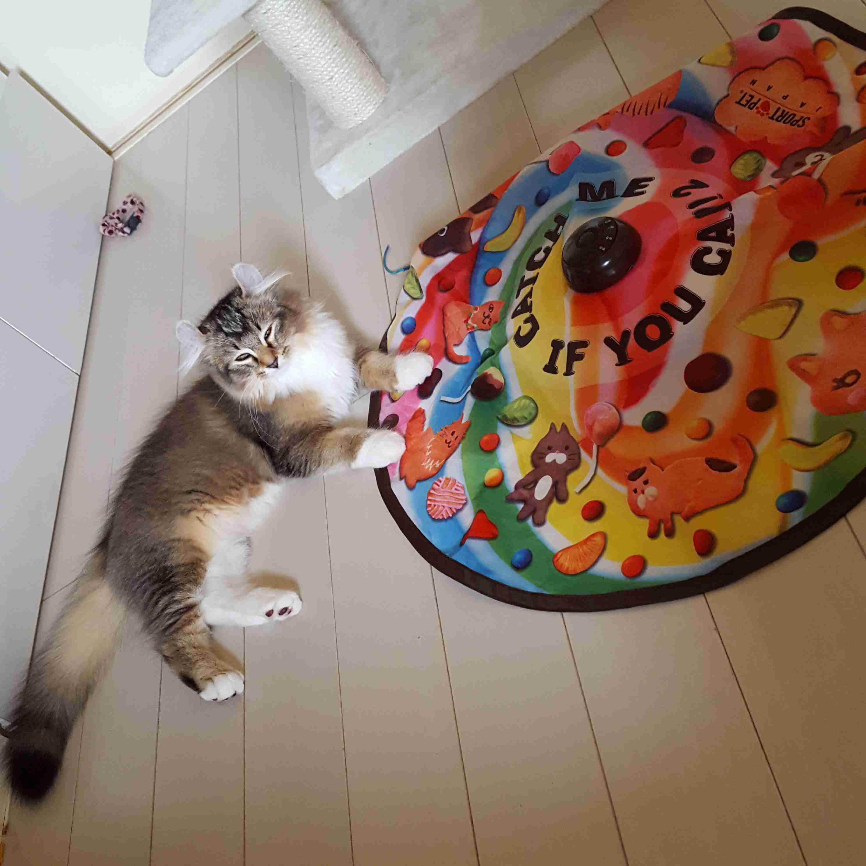 飼い猫と離れるのが辛い