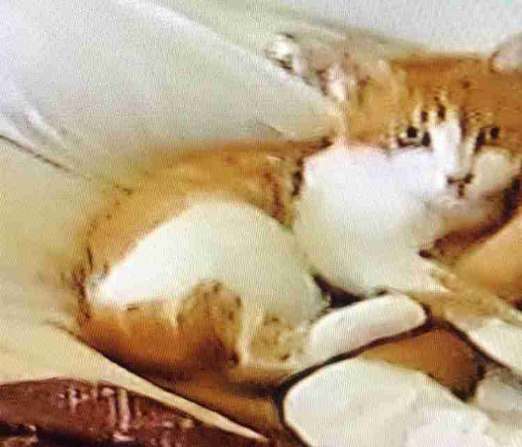 飼い猫と離れるのが辛い