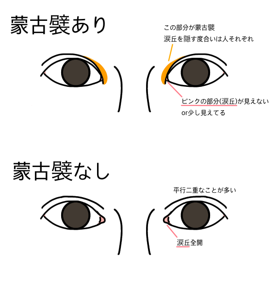 蒙古襞について語るトピ