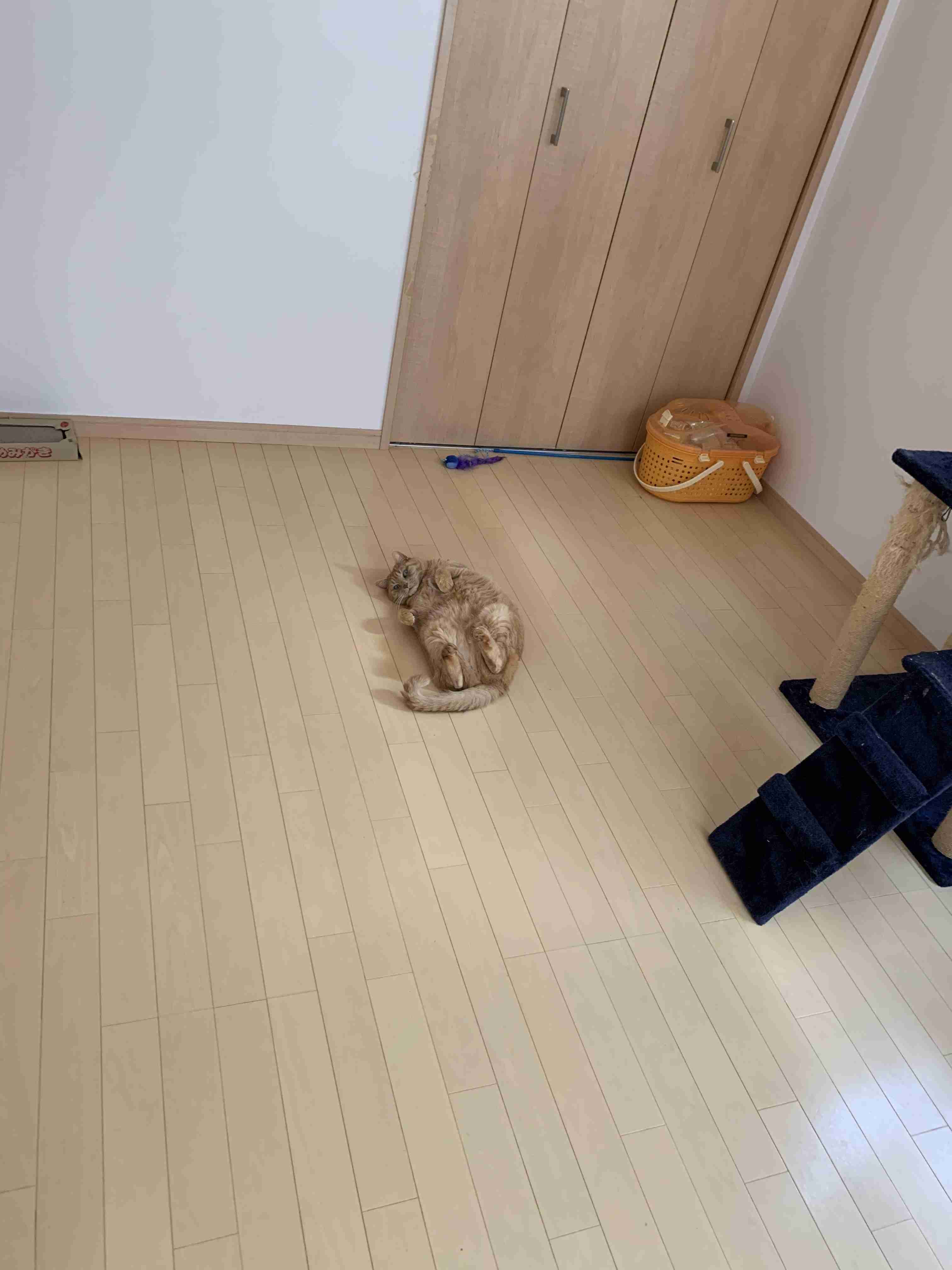 ガルちゃん内好感度調査［2020年春］