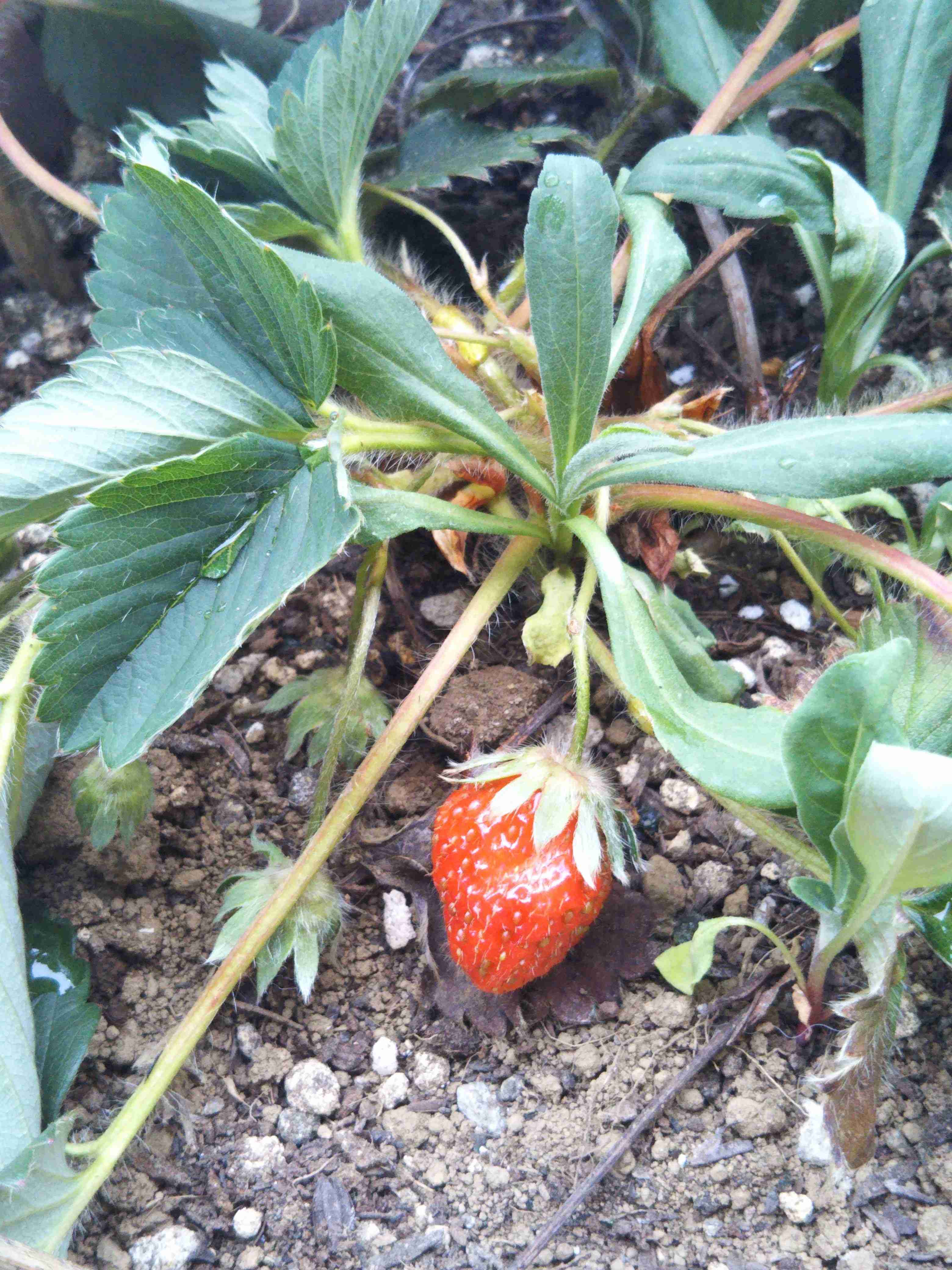 【画像】身近な植物🌷