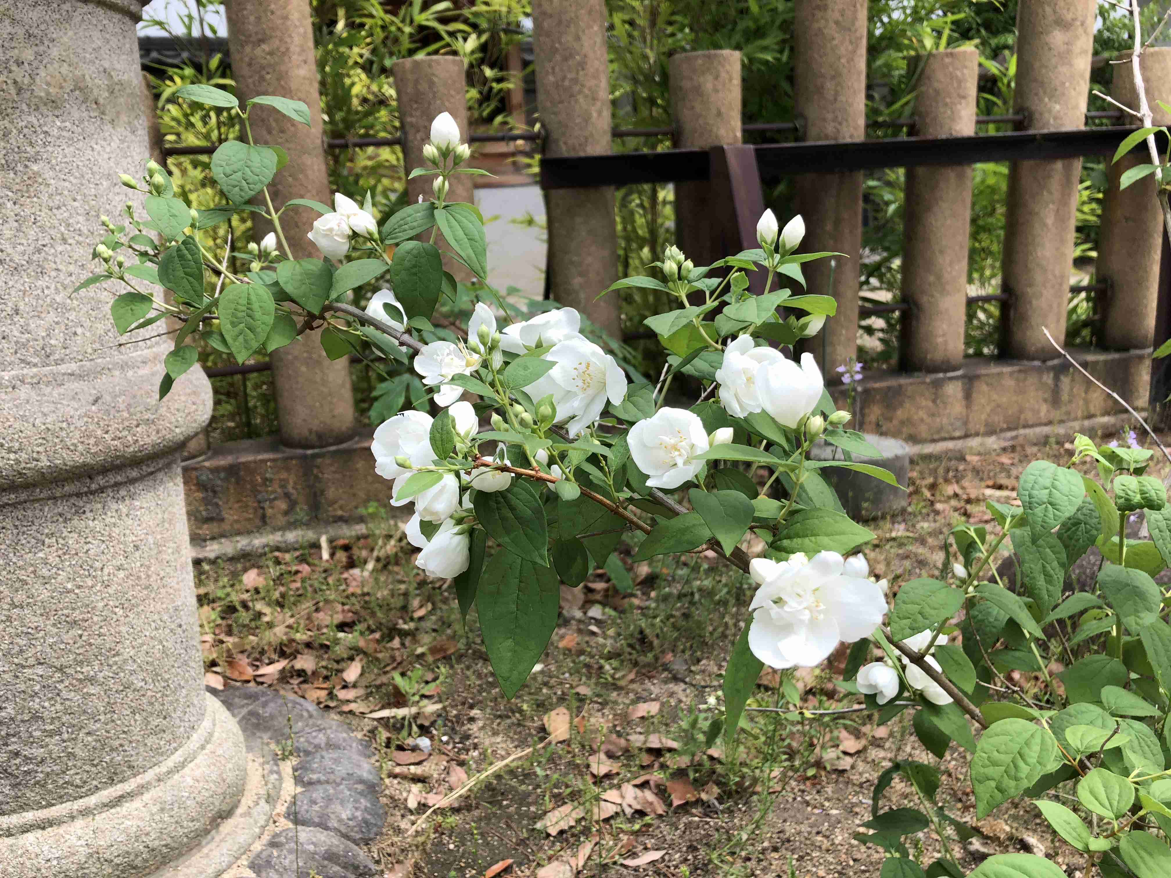 【画像】身近な植物🌷
