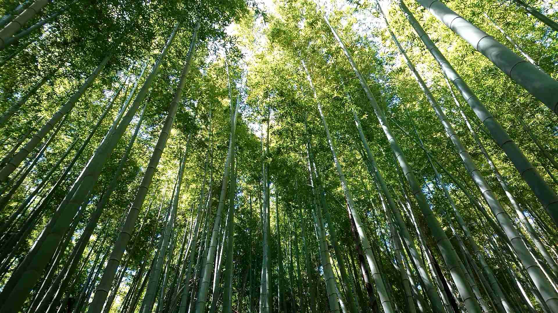 【画像】身近な植物🌷