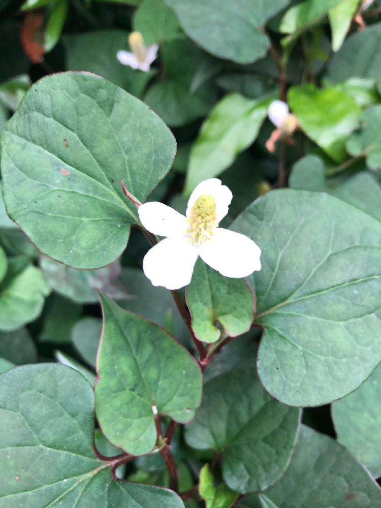 【画像】身近な植物🌷