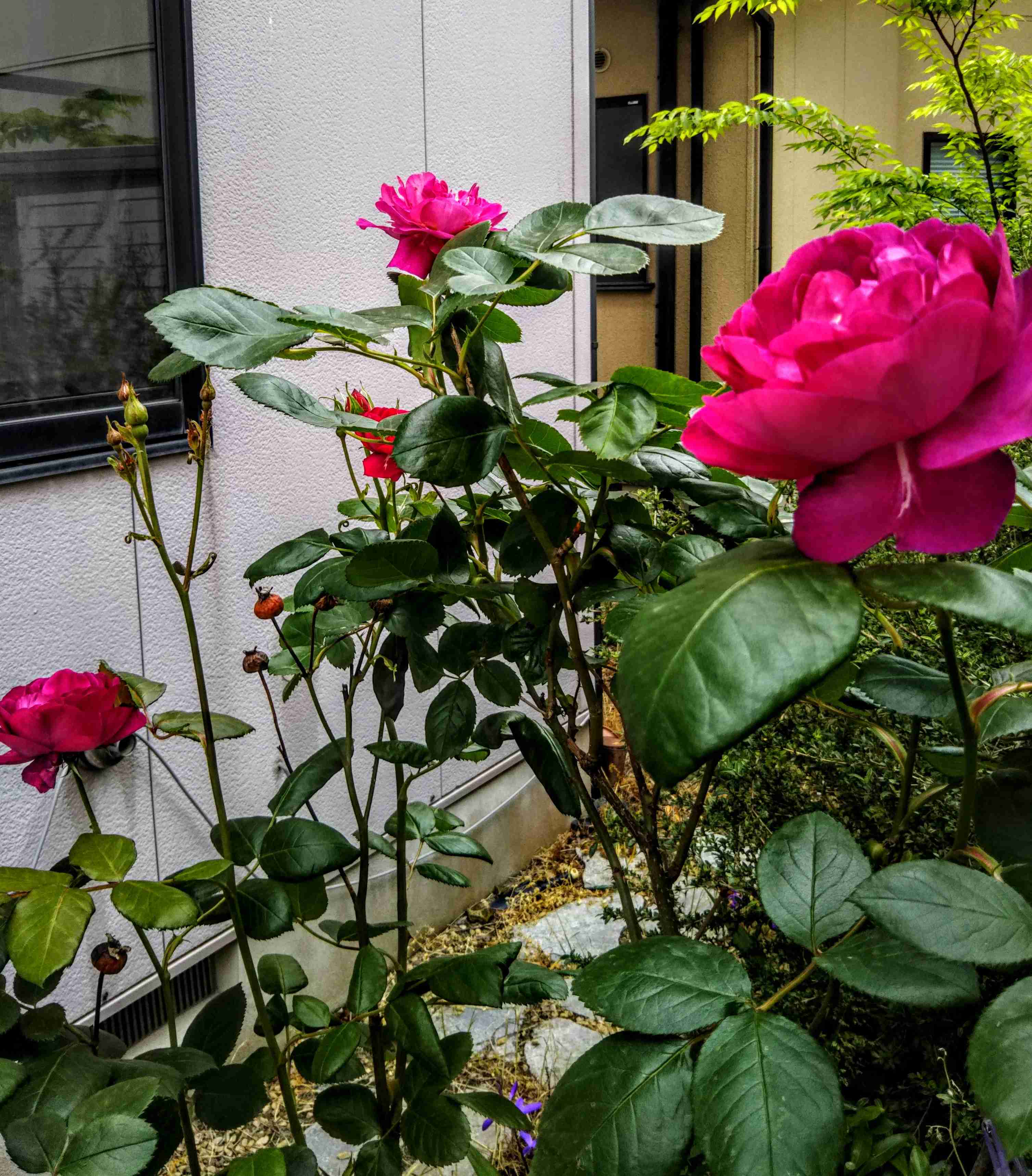 【画像】身近な植物🌷