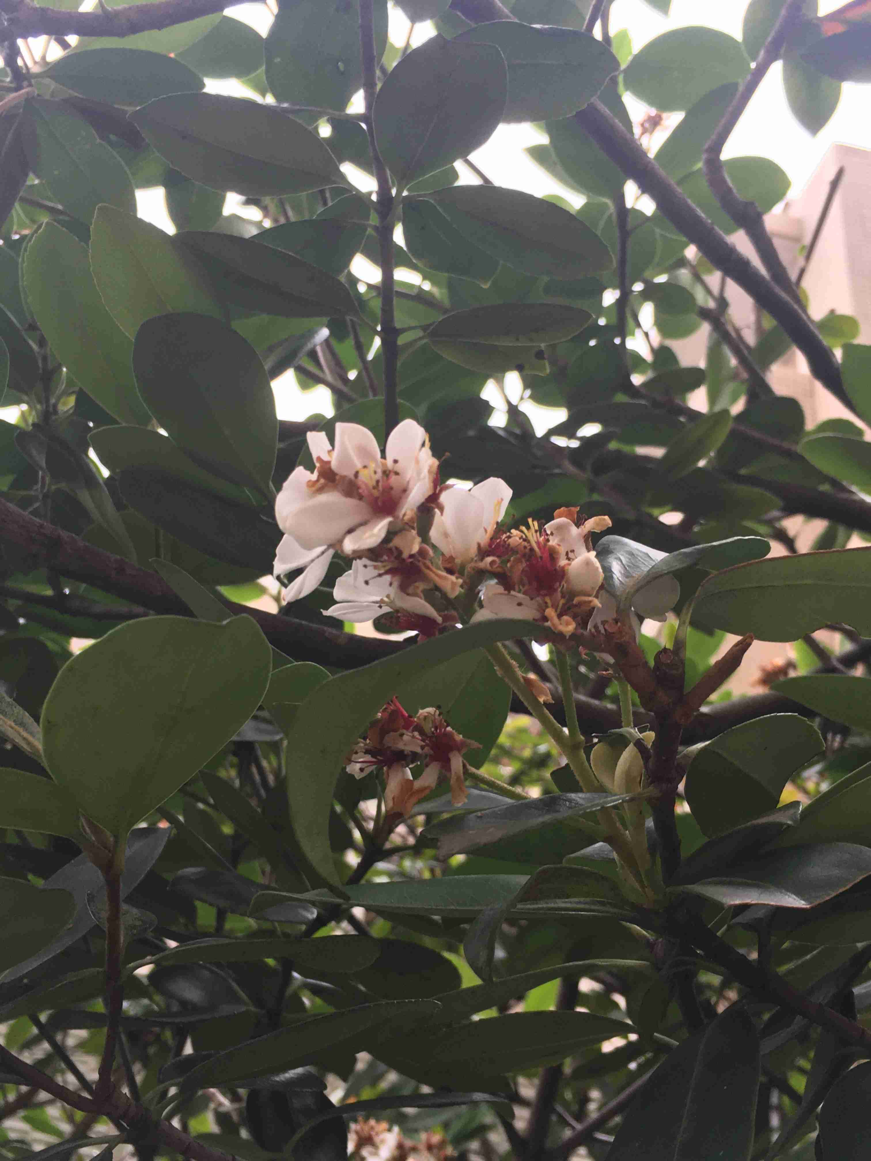 【画像】身近な植物🌷