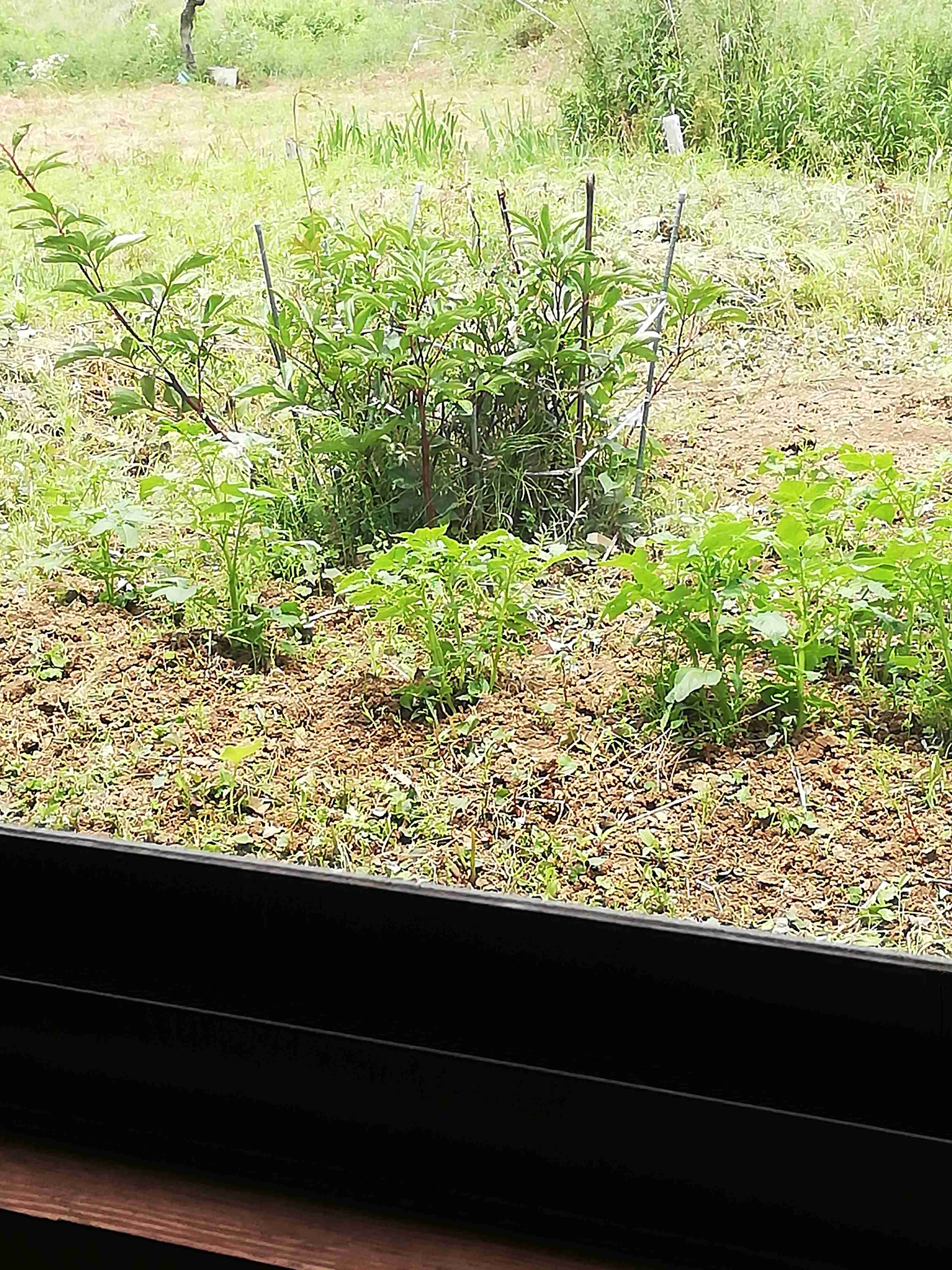 【画像】身近な植物🌷
