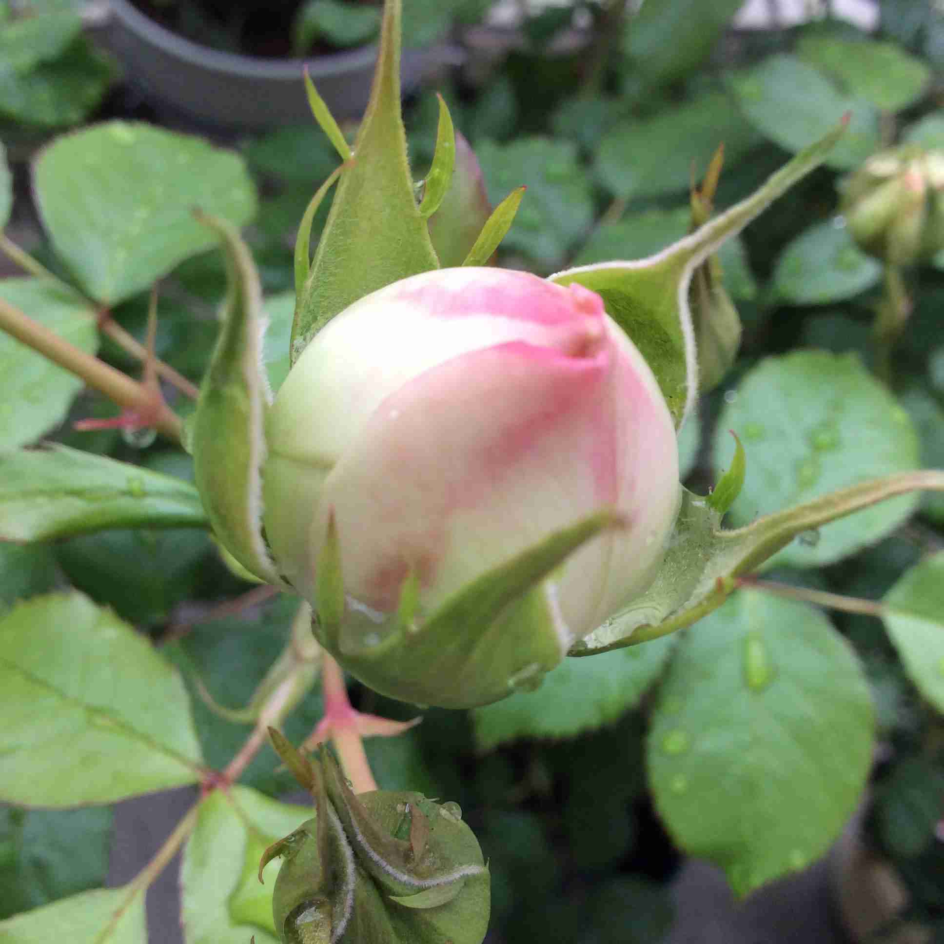 【画像】身近な植物🌷
