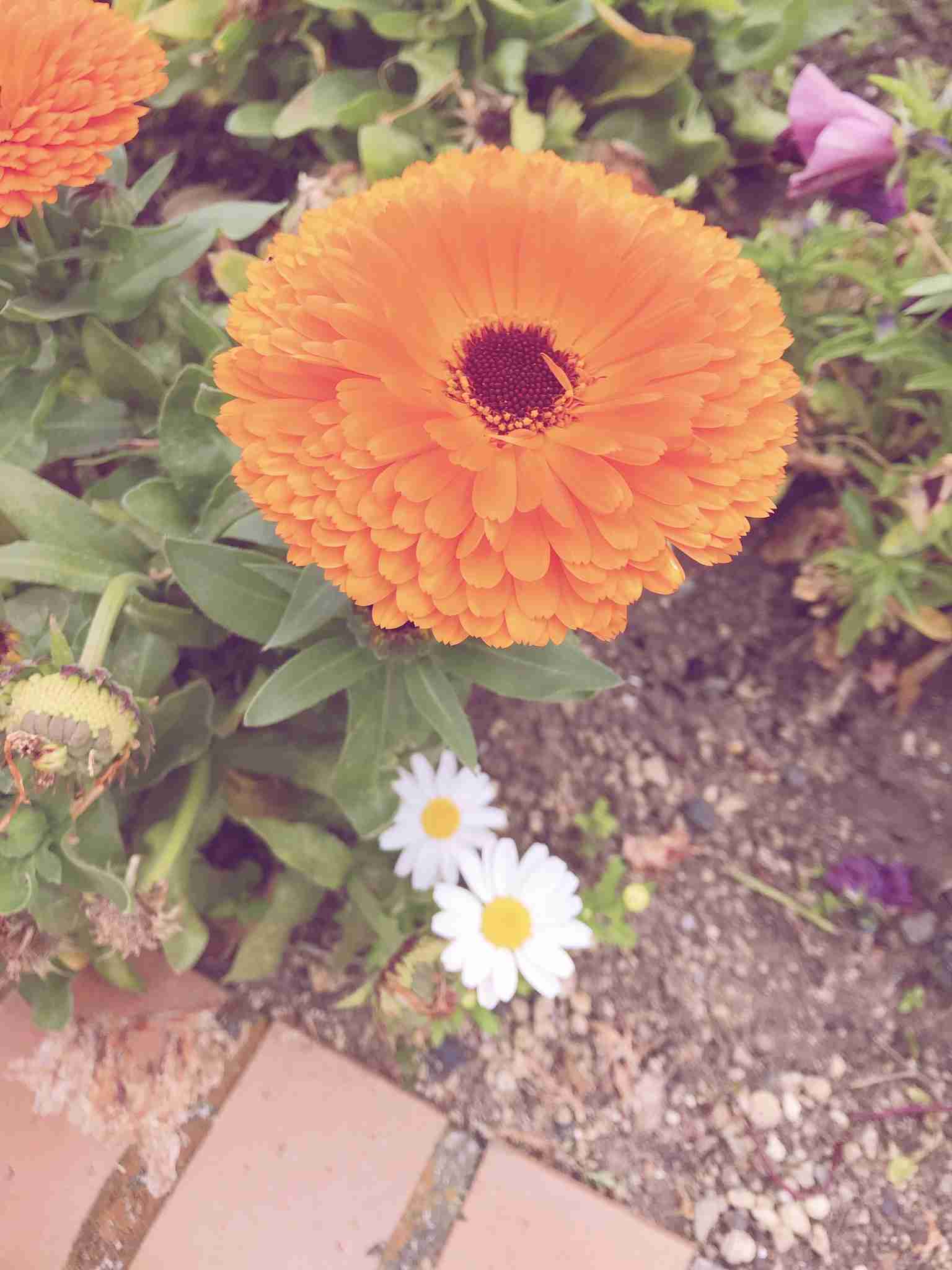 【画像】身近な植物🌷