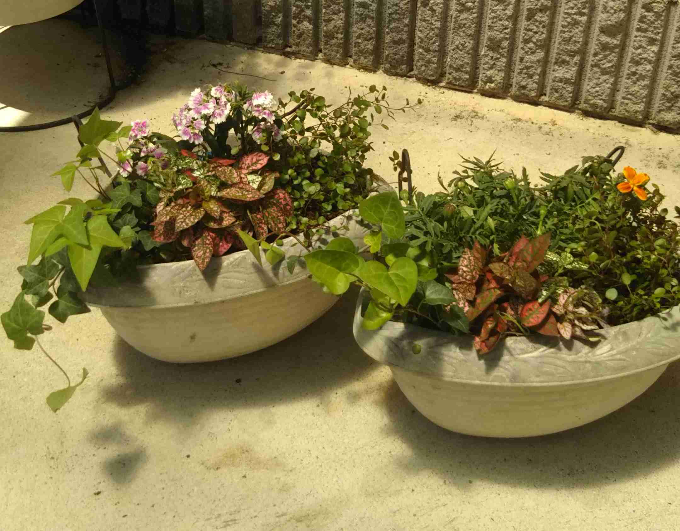【画像】身近な植物🌷