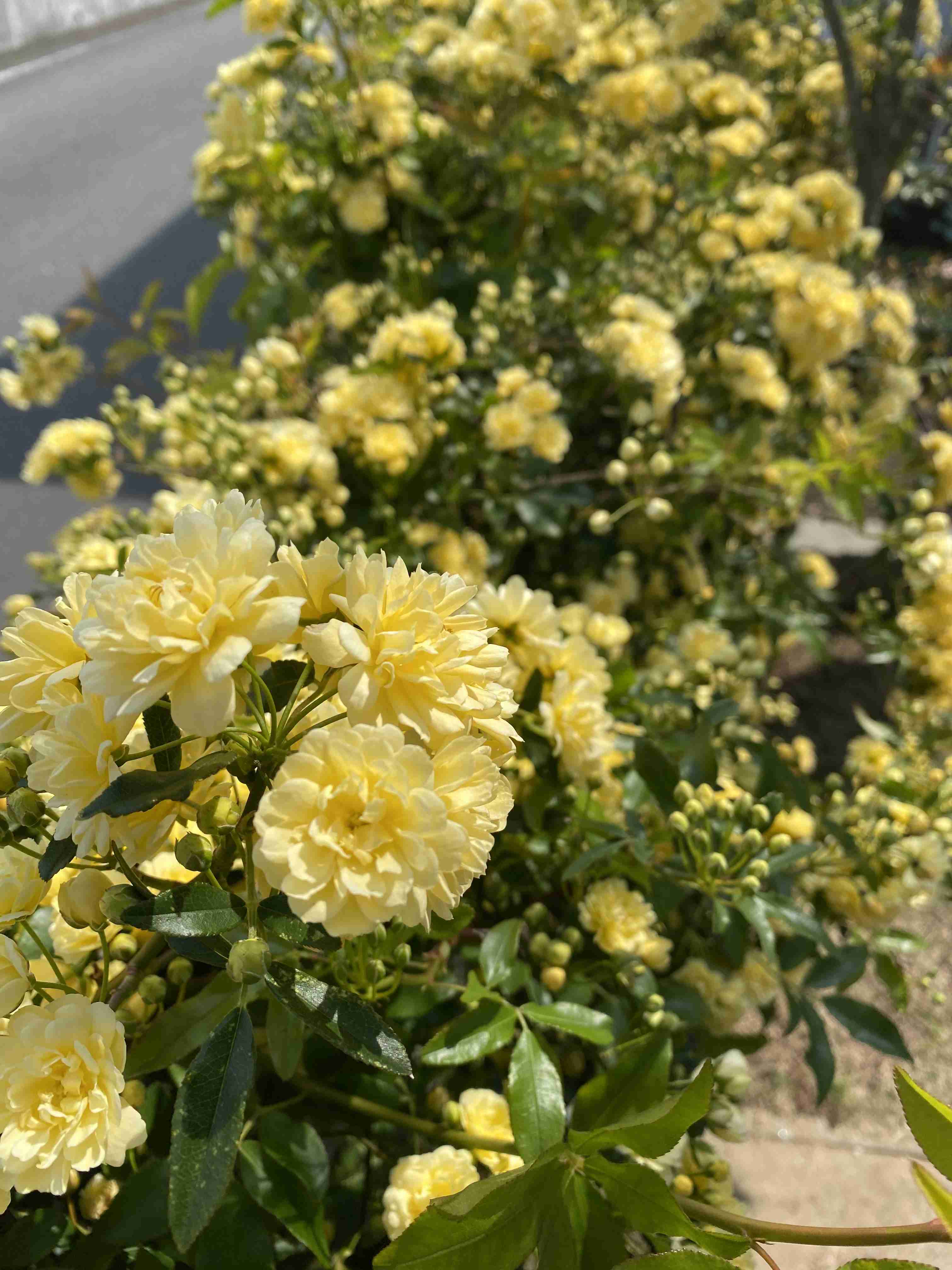 【画像】身近な植物🌷