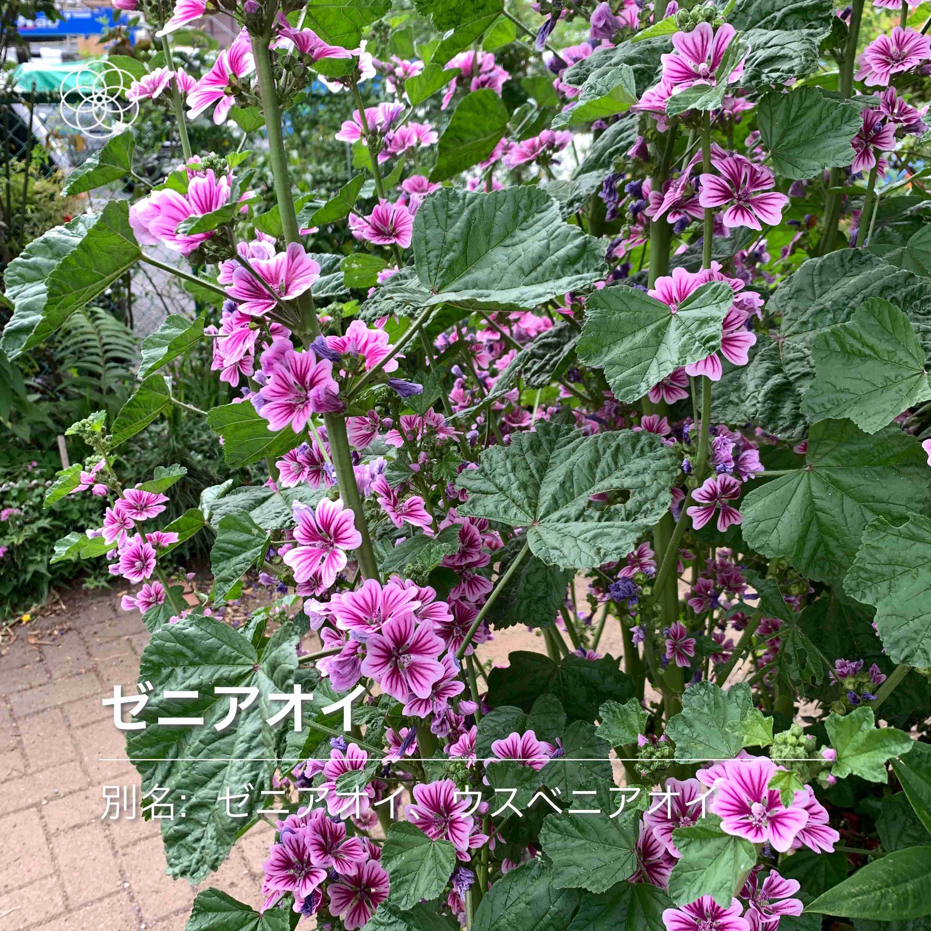 【画像】身近な植物🌷