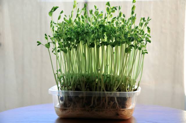 【画像】身近な植物🌷