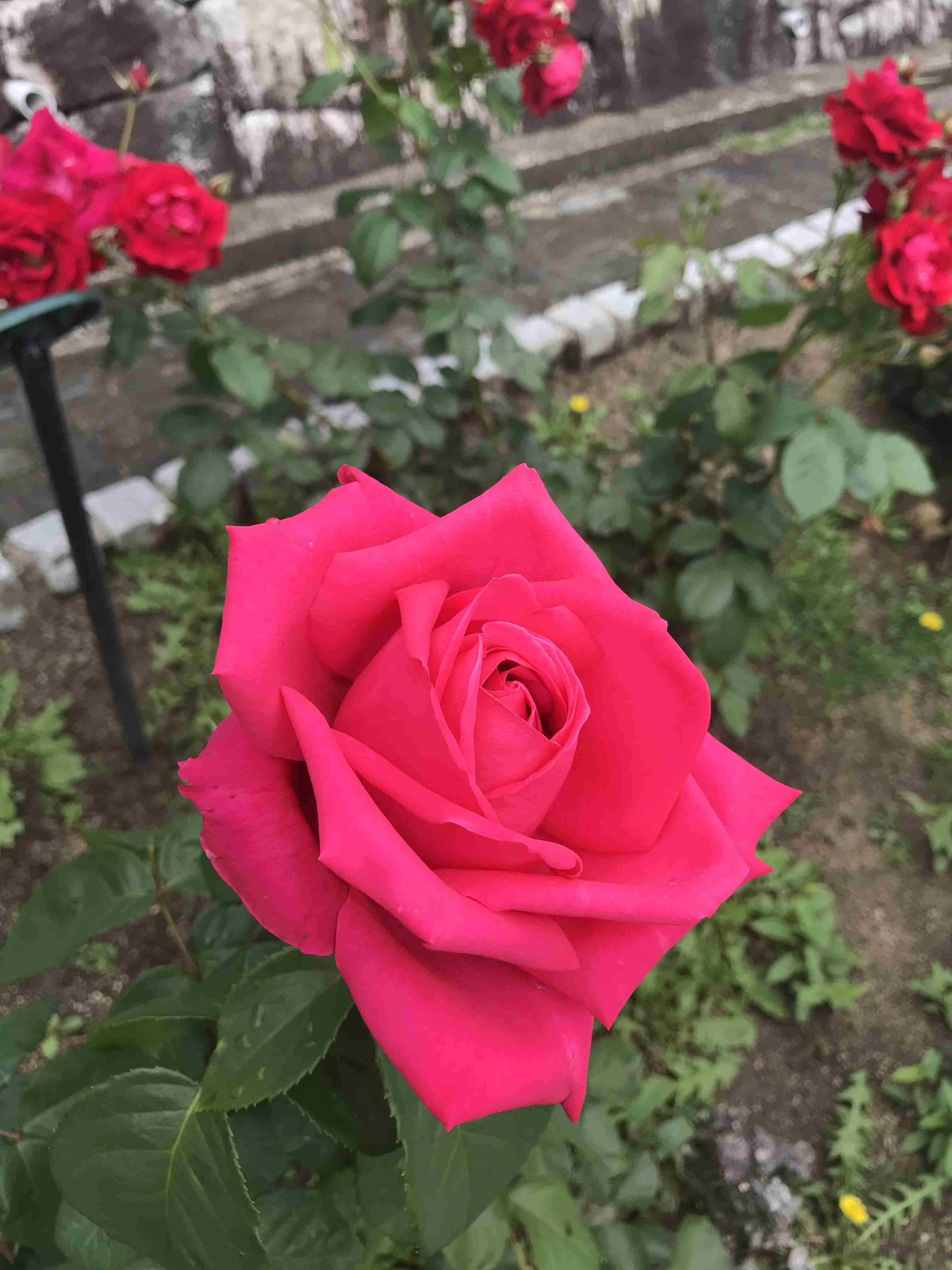 【画像】身近な植物🌷