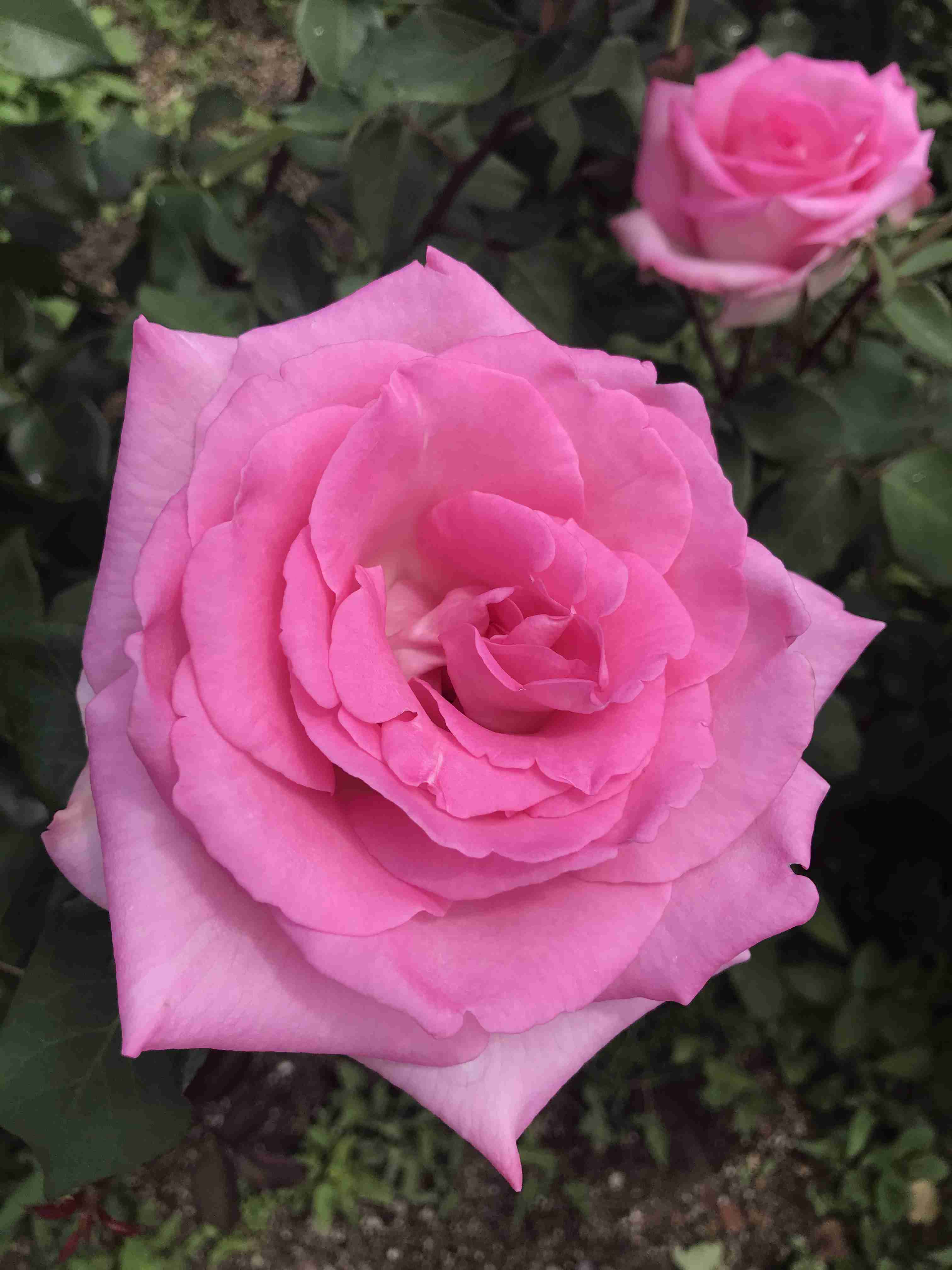 【画像】身近な植物🌷