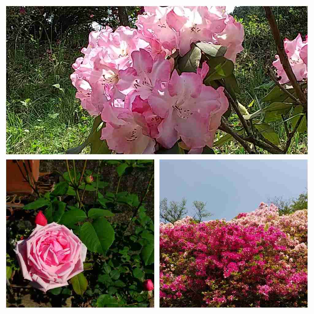 【画像】身近な植物🌷