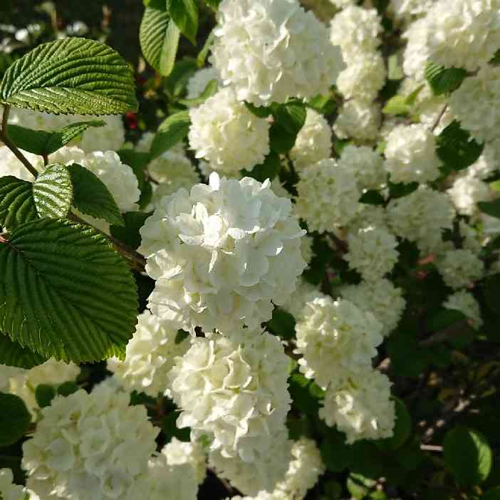 【画像】身近な植物🌷