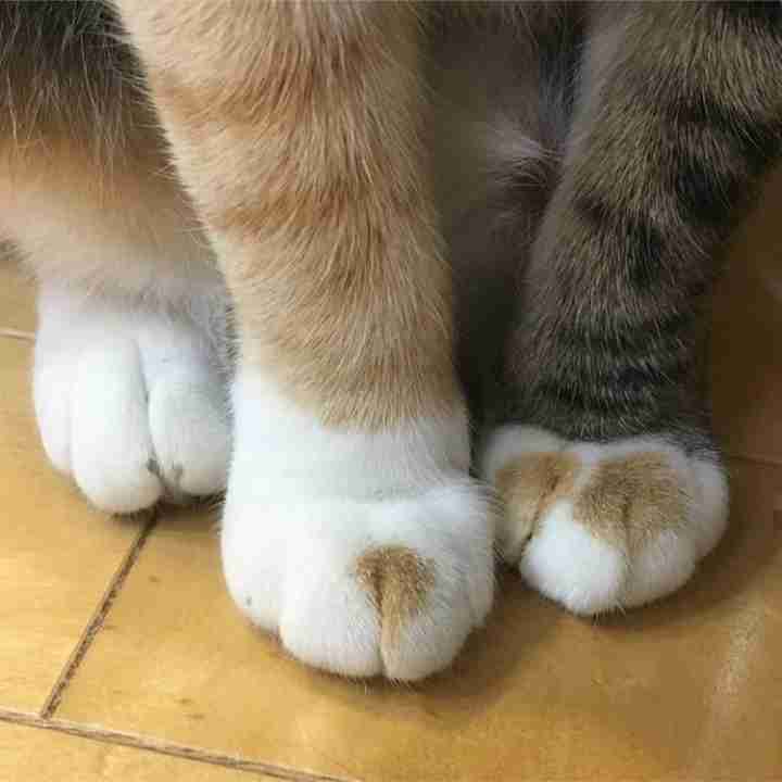 喧嘩腰で雑談するトピ 其の八！！