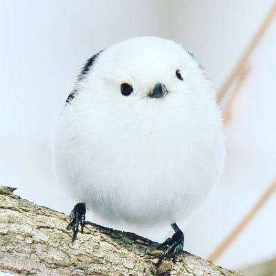 【ネタ可】「どうぶつの森」の新キャラを勝手に考えよう