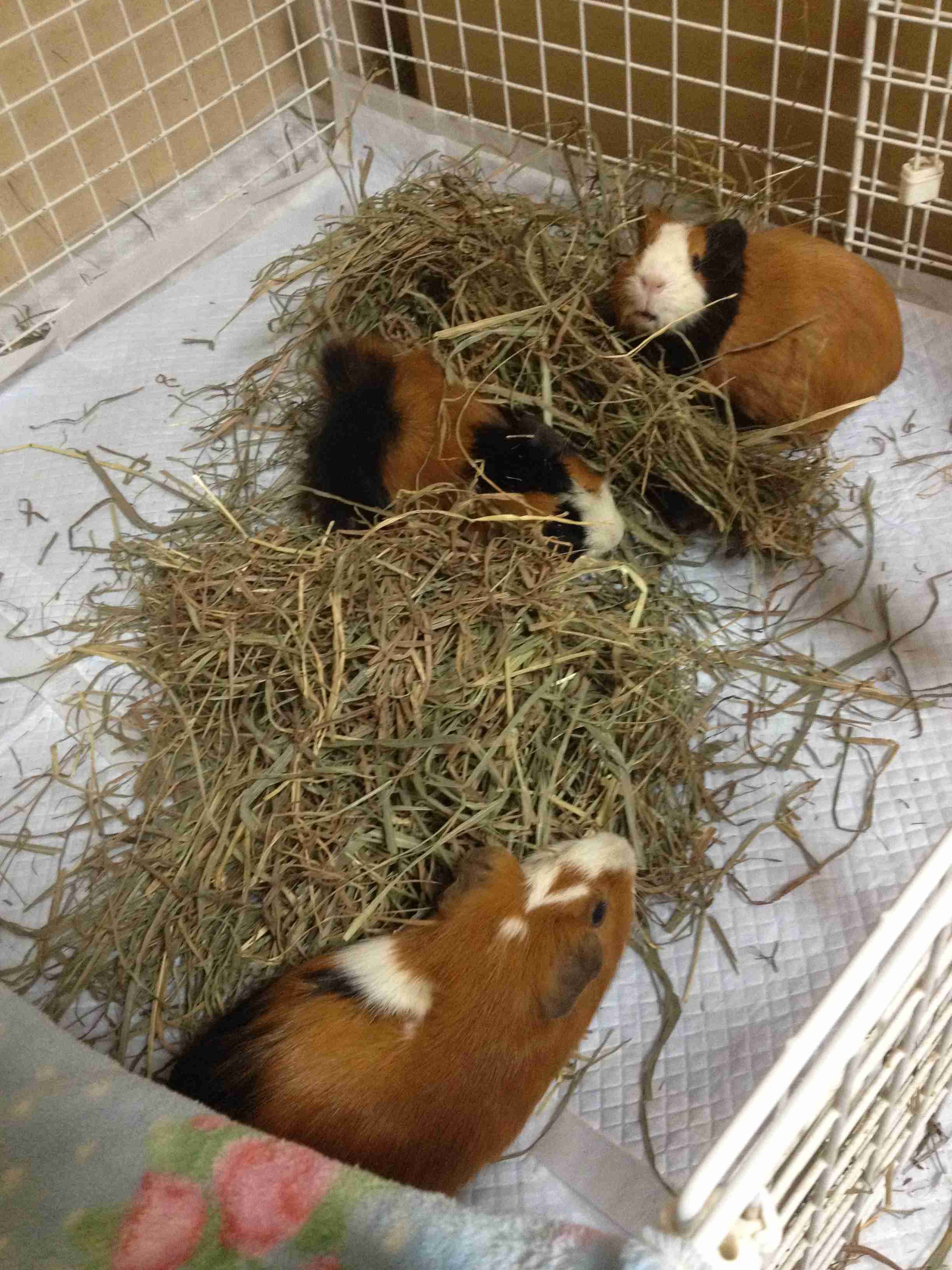 モルモットって可愛い！！
