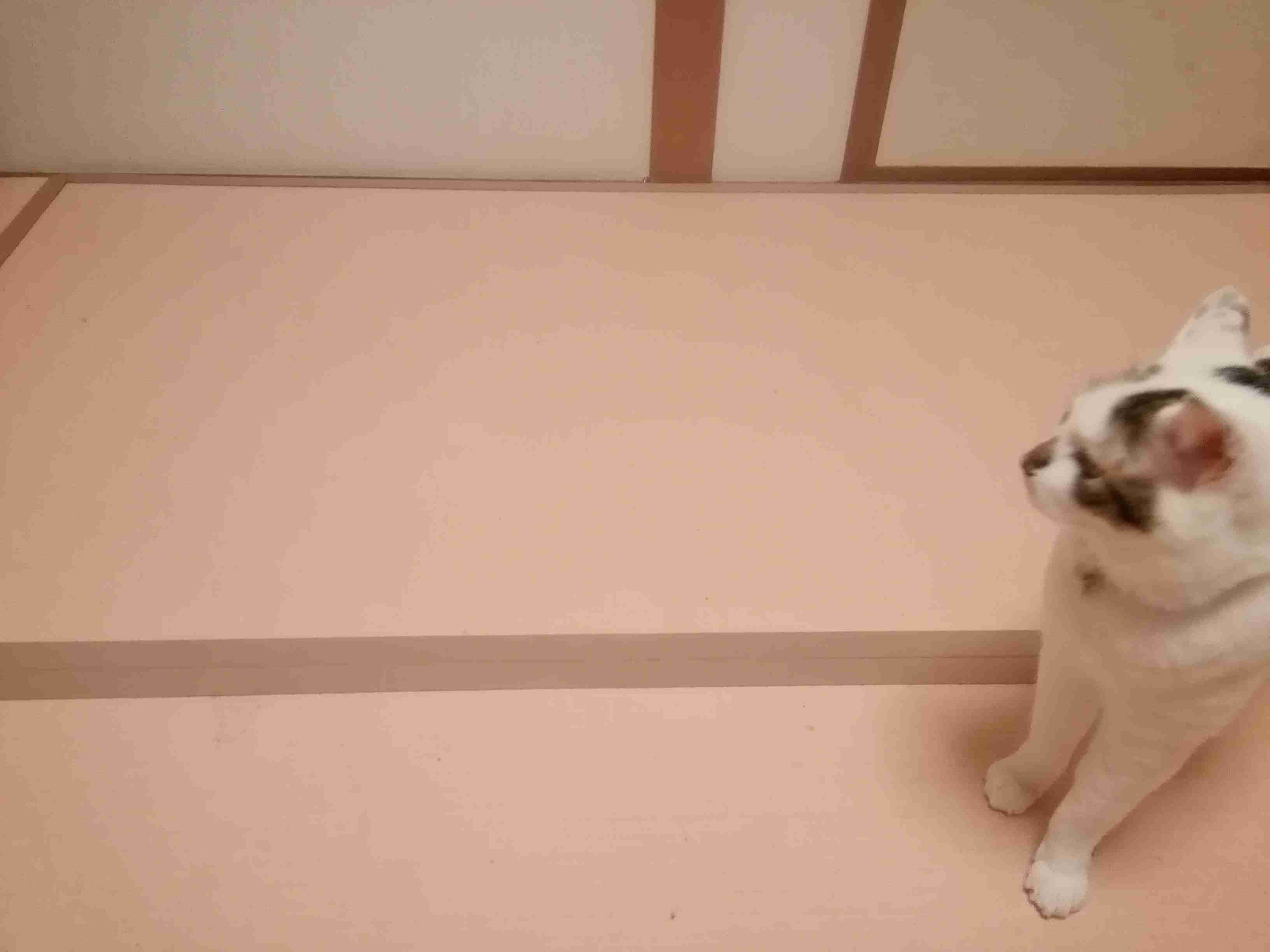 ピンク色の物持ってますか?