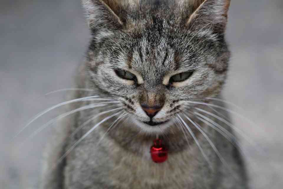 猫に倒されないコップ置きvs猫 人類が敗北した意外な盲点が話題に