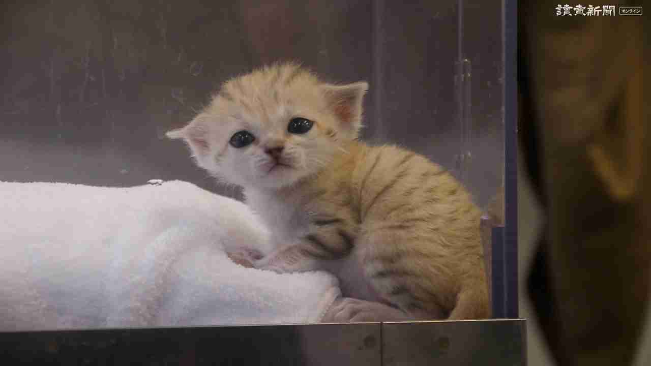 猫に倒されないコップ置きvs猫 人類が敗北した意外な盲点が話題に