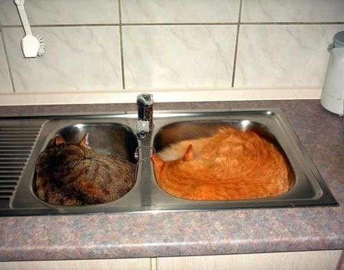 猫に倒されないコップ置きvs猫 人類が敗北した意外な盲点が話題に