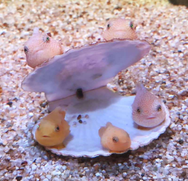 【笑いのツボ浅い人歓迎!!】フフッてなる画像やgifが集まるトピ
