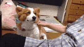 【笑いのツボ浅い人歓迎!!】フフッてなる画像やgifが集まるトピ