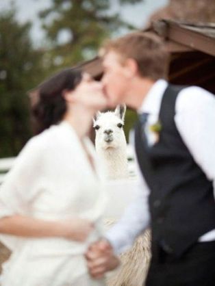 もう1度、結婚式を挙げたいと思っている方いますか？