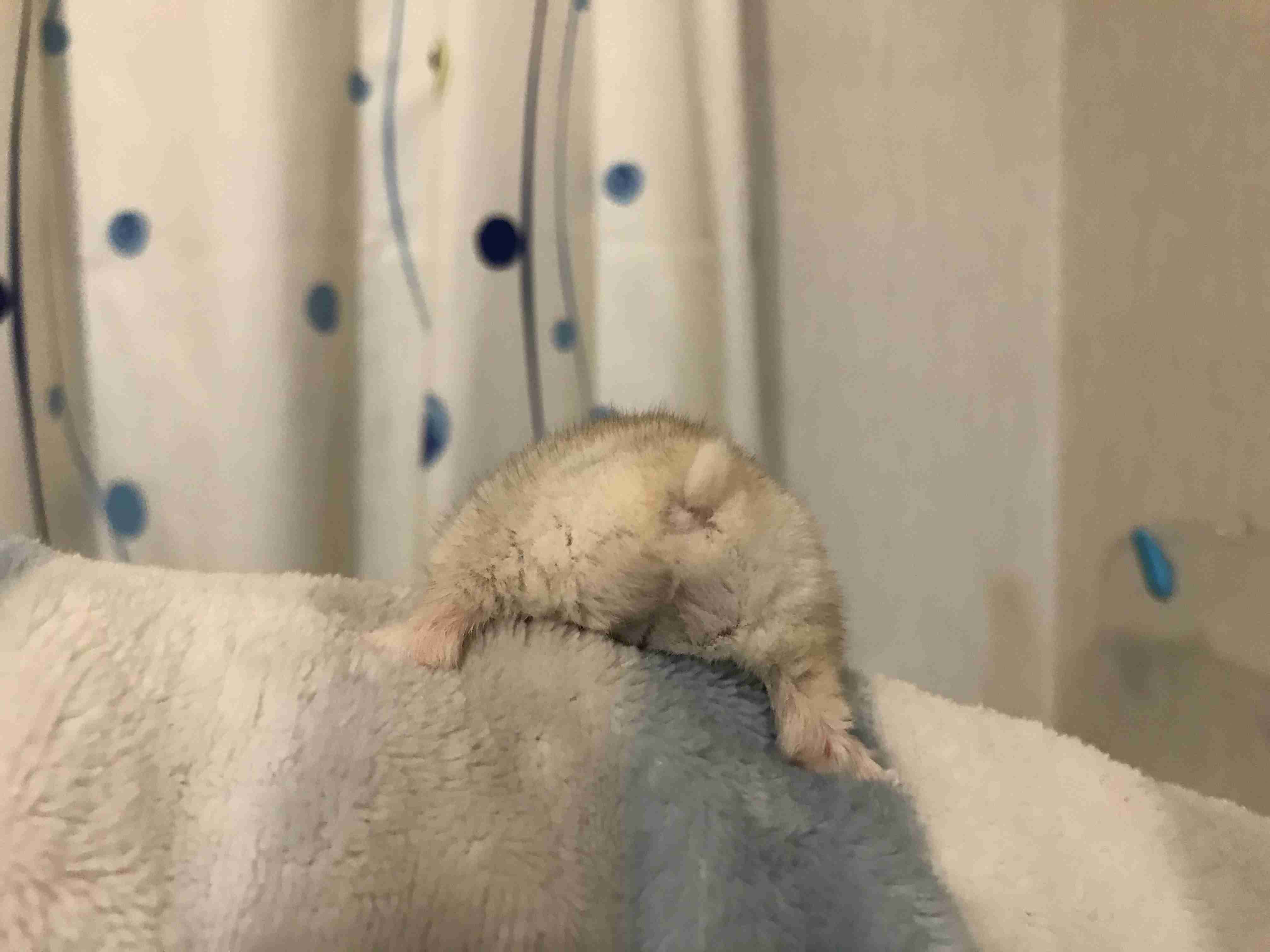 ハムスターはなぜ可愛いのか