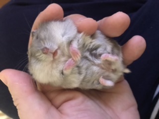 ハムスターはなぜ可愛いのか