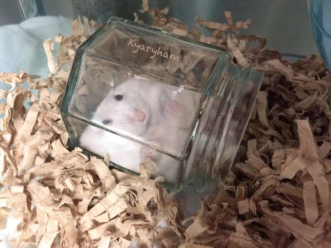 ハムスターはなぜ可愛いのか