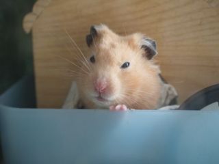 ハムスターはなぜ可愛いのか