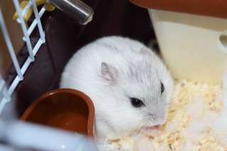 ハムスターはなぜ可愛いのか