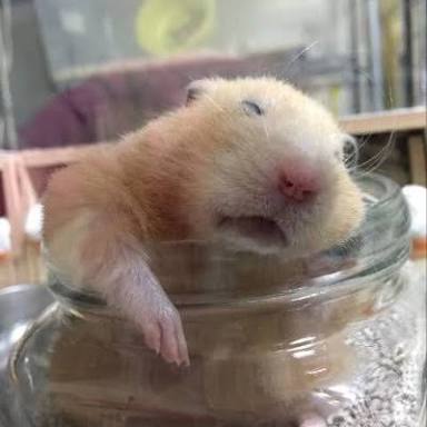 ハムスターはなぜ可愛いのか