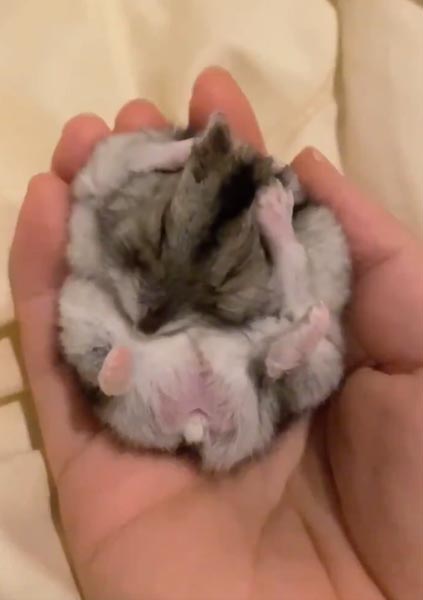 ハムスターはなぜ可愛いのか