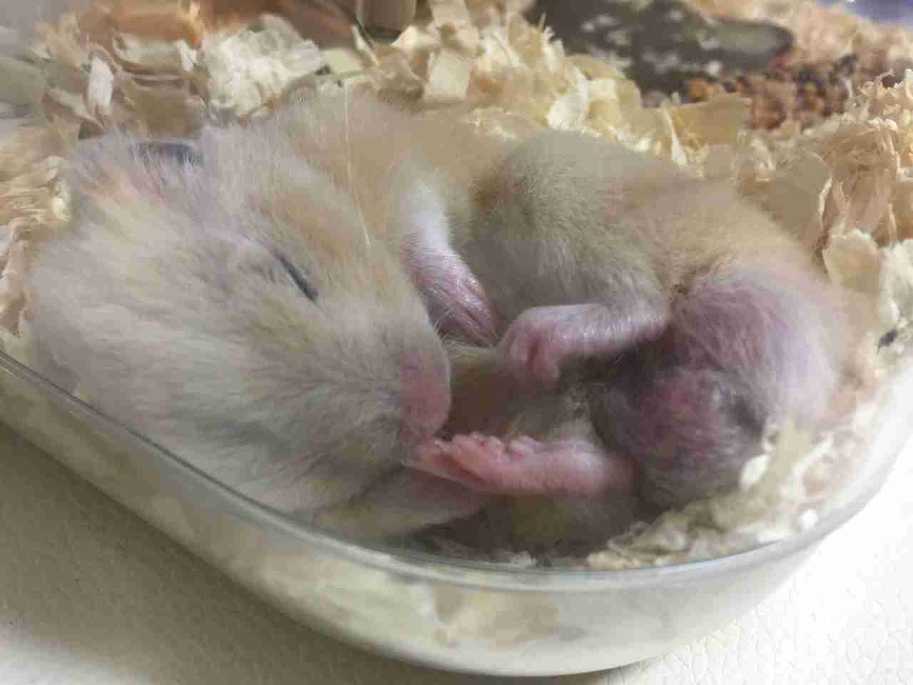 ハムスターはなぜ可愛いのか