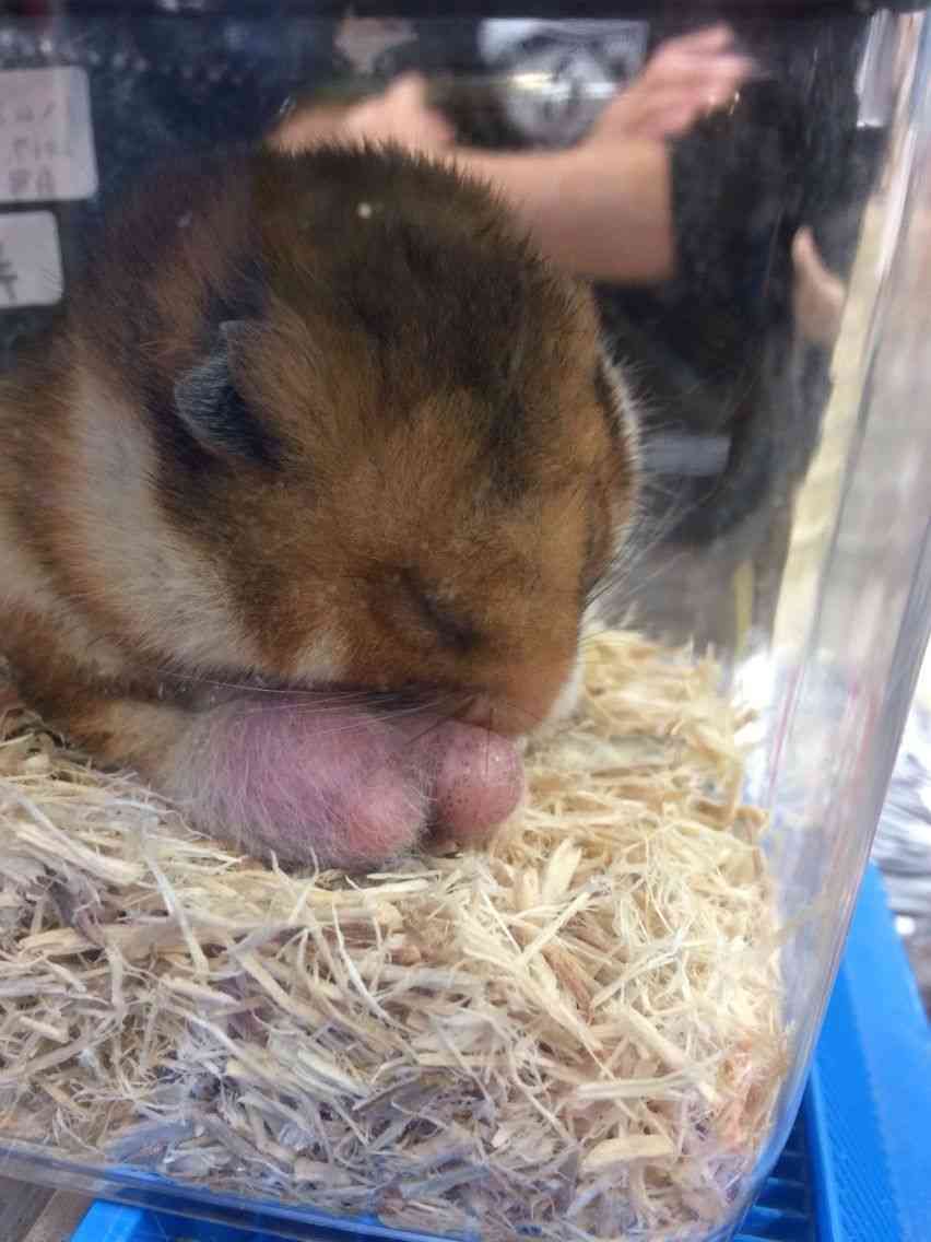 ハムスターはなぜ可愛いのか