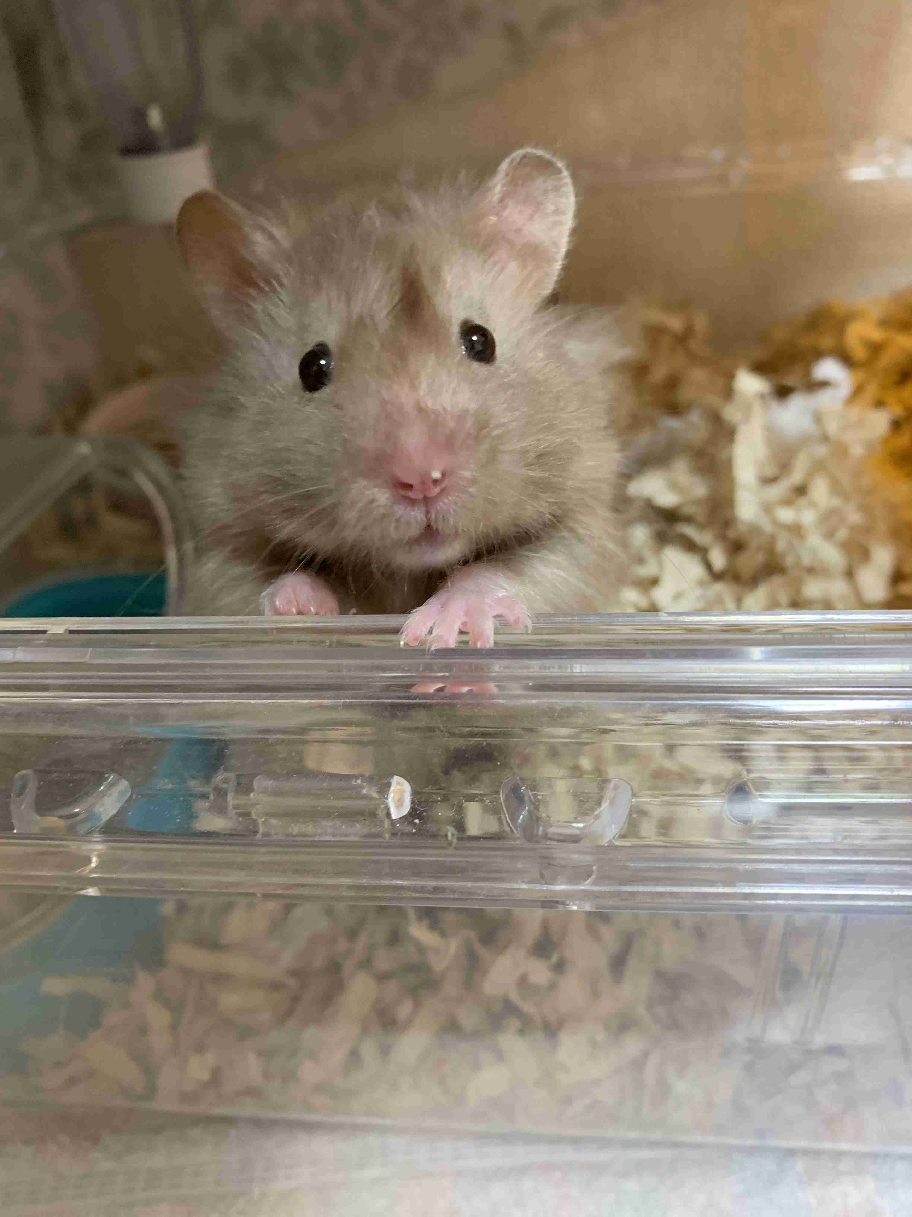 ハムスターはなぜ可愛いのか