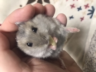 ハムスターはなぜ可愛いのか