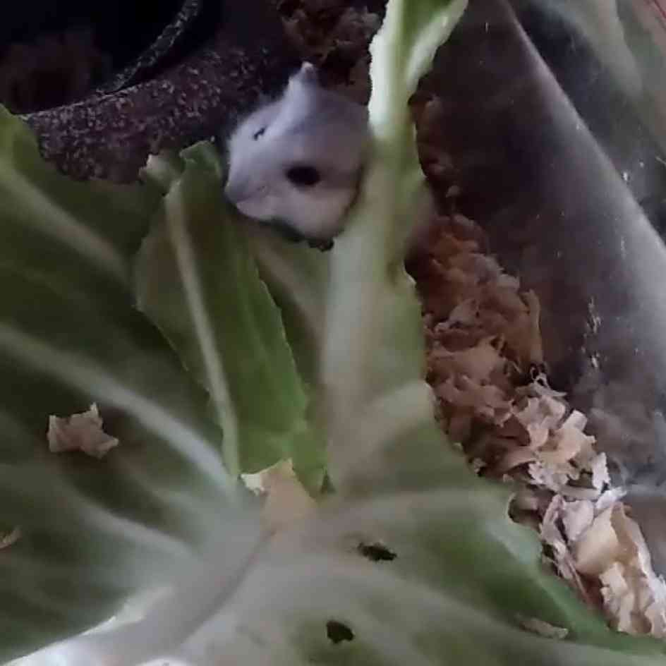 ハムスターはなぜ可愛いのか