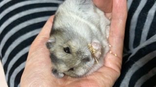 ハムスターはなぜ可愛いのか