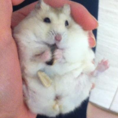 ハムスターはなぜ可愛いのか