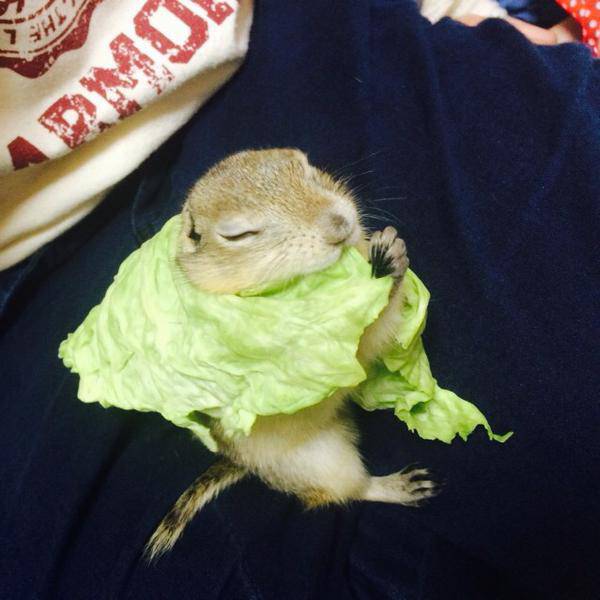 ハムスターはなぜ可愛いのか