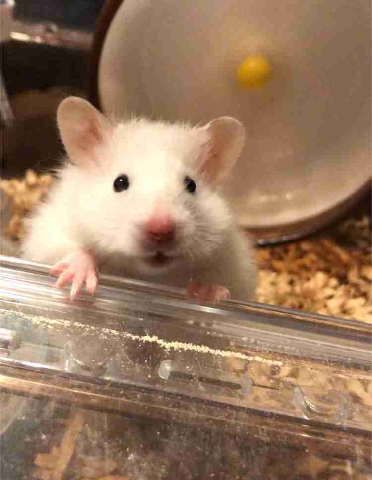 ハムスターはなぜ可愛いのか